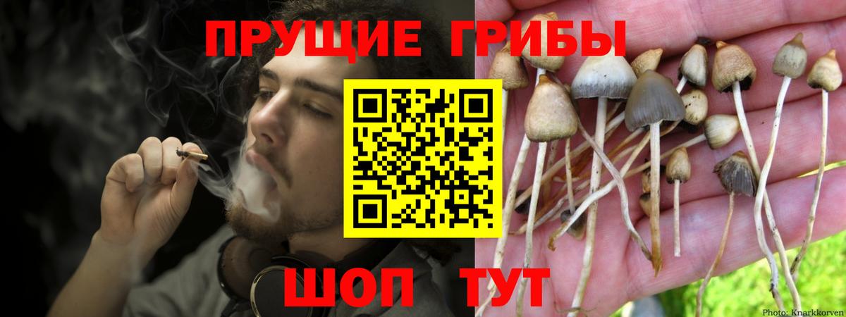 Сальск  Псилоцибиновые грибы мухоморы  Вход с VPN 
